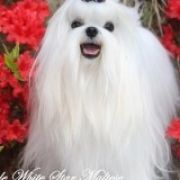 Twinkle White Star’s ORIENTAL PRINCESS – „PRINCESS&r