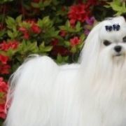 Twinkle White Star’s ORIENTAL PRINCESS – „PRINCESS&r 2