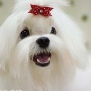 Twinkle White Star’s ORIENTAL PRINCESS – „PRINCESS&r 3