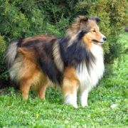 TWISTER Stajnia Nowogród