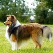 TWISTER Stajnia Nowogród 2