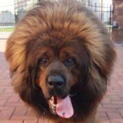 Tybetsky Lev Echang Way