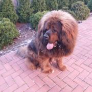 Tybetsky Lev Echang Way