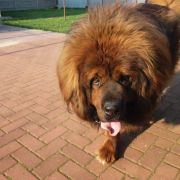 Tybetsky Lev Echang Way