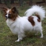 ULA z Sosnowego Kręgu FCI