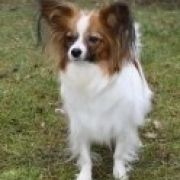 ULA z Sosnowego Kręgu FCI 2