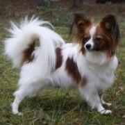 ULA z Sosnowego Kręgu FCI 3