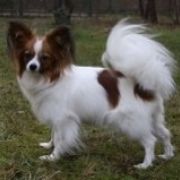 ULA z Sosnowego Kręgu FCI 4