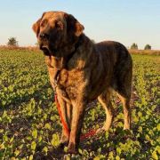 Ulala Ale Lala Lu Dareva