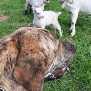 Ulala Ale Lala Lu Dareva