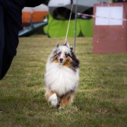  ULTRA BLUE Lohrien 3