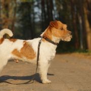 UNBELIEVABLE FAST DE TIMBALAND CH.PL