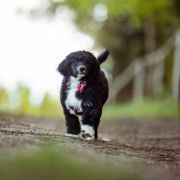 Unicorn Fairy Tempus Ad Miraculum 