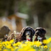 Unicorn Fairy Tempus Ad Miraculum 