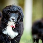 Unicorn Fairy Tempus Ad Miraculum 