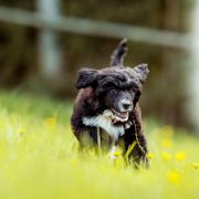 Unicorn Fairy Tempus Ad Miraculum 