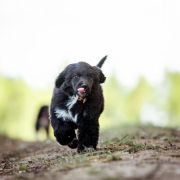 Unicorn Sparkle Tempus Ad Miraculum 