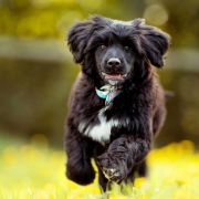 Unicorn Sparkle Tempus Ad Miraculum 