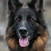  V6(PL)-Amira von Rikor Team 