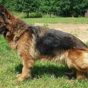 VA3(PL) V1(PL) V14(BSZS) SG7(BSZS) Elita vom Trojangold