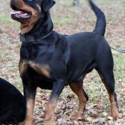 VALENTINE'S ROSE Margarotte