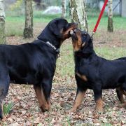 VALENTINE'S ROSE Margarotte