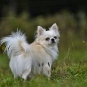 VALEO VALERY VISENTE