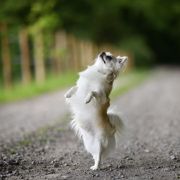 VALEO VALERY VISENTE 3