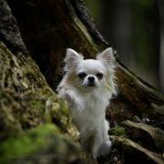 VALEO VALERY VISENTE 4