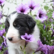 VALIANT HEART Born from fire