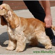 VANILLA SKY Black Petrs