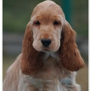 VANILLA SKY Black Petrs 2