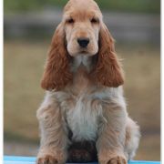 VANILLA SKY Black Petrs 3