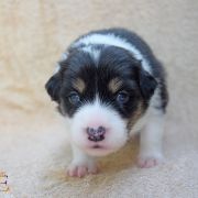 VELVETY KISS Born from fire