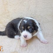 VELVETY KISS Born from fire