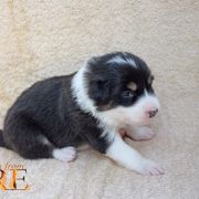 VELVETY KISS Born from fire