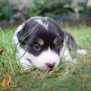 VELVETY KISS Born from fire