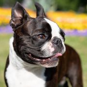 VG Vendetta Vigor Gemini 