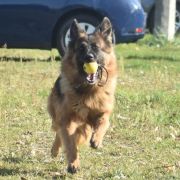 V7(PL)-Victoria Wilcza Horda team Fci 