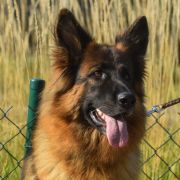 V7(PL)-Victoria Wilcza Horda team Fci 