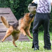 V7(PL)-Victoria Wilcza Horda team Fci 