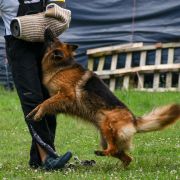 V7(PL)-Victoria Wilcza Horda team Fci 