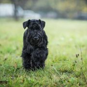 Victorious Star NIGHT JACK DANIELS