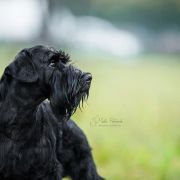 Victorious Star NIGHT JACK DANIELS 2