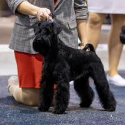 Victorious Star NIGHT JACK DANIELS 3