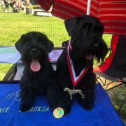 Victorious Star NIGHT JACK DANIELS 4