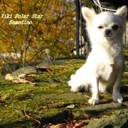 Viki Polar Star Samedino 3