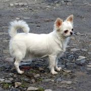 Viki Polar Star Samedino 4