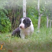 VALIANT HEART Born from fire