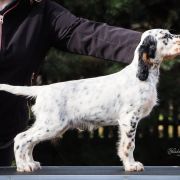  VISION OF FUTURE Shadow Dog